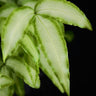 Pteris cretica 'Albolineata'