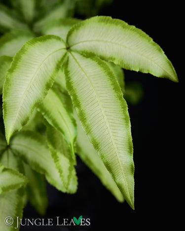 Pteris cretica 'Albolineata'