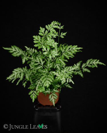 Pteris ensiformis 'Evergemiensis'