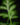 Pteris ensiformis 'Evergemiensis'