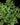 Pteris ensiformis 'Evergemiensis'