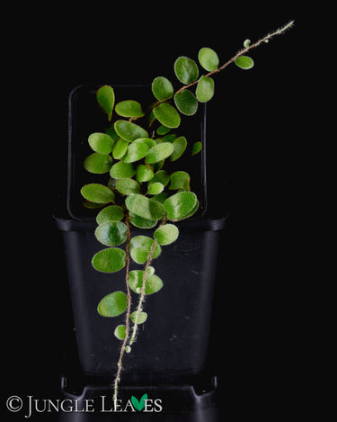 Pyrrosia nummulariifolia
