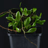 Pyrrosia serpens