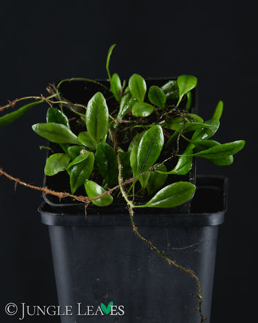 Pyrrosia serpens