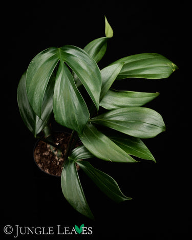 Rhaphidophora decursiva