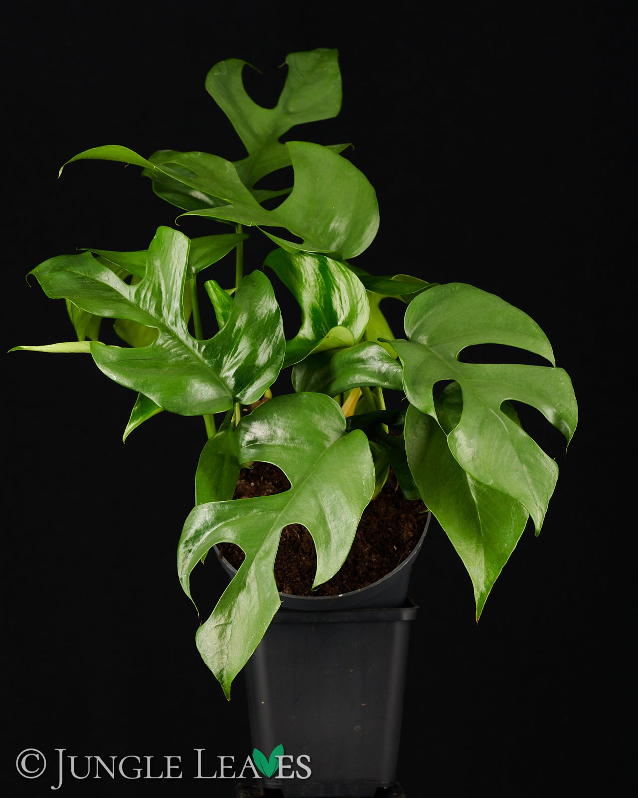 monstera minima katze Rhaphidophora tetrasperma (Monstera 'Minima') – Jungle Leaves