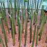 Rhizophora mangle