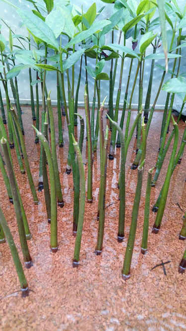 Rhizophora mangle
