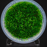 Riccia fluitans