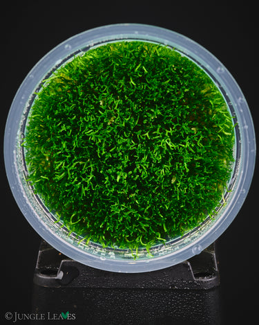Riccia fluitans