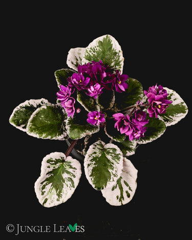 Saintpaulia 'Hovariagata'