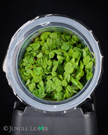 Salvinia auriculata in Vitro
