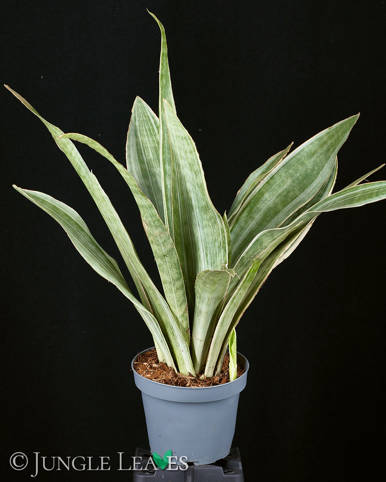 Sansevieria trifasciata 'Metallica' – Jungle Leaves