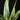 Sansevieria trifasciata ‘Metallica’