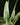 Sansevieria trifasciata ‘Metallica’
