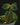 Sarcopyramis Green Lime