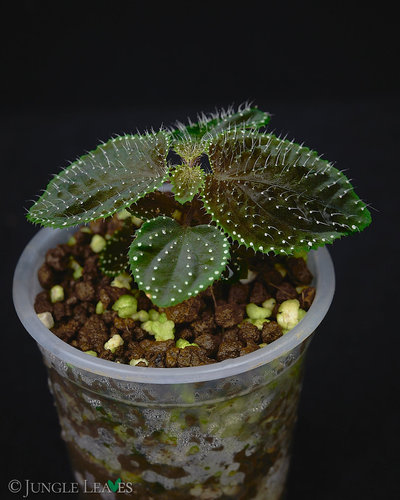 Sarcopyramis sp. Green Lime €29.99 - Jungle Leaves