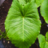 Sauromatum giganteum leaf1