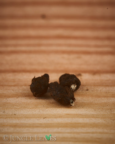 Sauromatum horsfieldii tuber