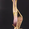 Sauromatum venosum inflorescence1