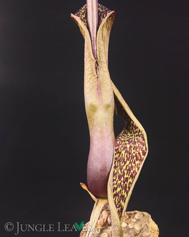 Sauromatum venosum inflorescence1