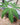 Sauromatum venosum leaf