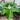 Sauromatum venosum lake tana leaf1
