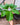 Sauromatum venosum lake tana leaf1