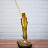 Sauromatum venosum lake tana inflorescence1