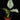 Schismatoglottis hendrikii