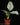 Schismatoglottis hendrikii