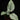 Schismatoglottis hendrikii