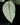 Schismatoglottis hendrikii