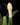 Schismatoglottis motleyana