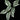Schismatoglottis motleyana