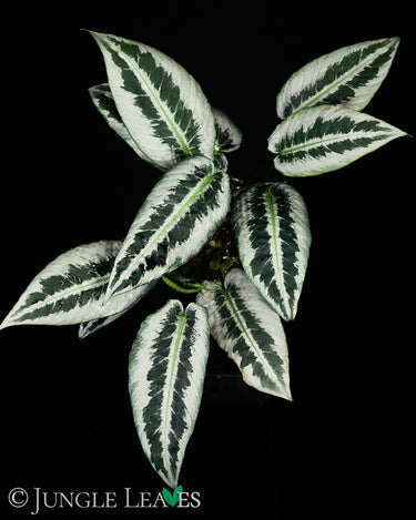 Schismatoglottis motleyana