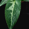 Schismatoglottis pusilla