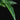 Schismatoglottis pusilla