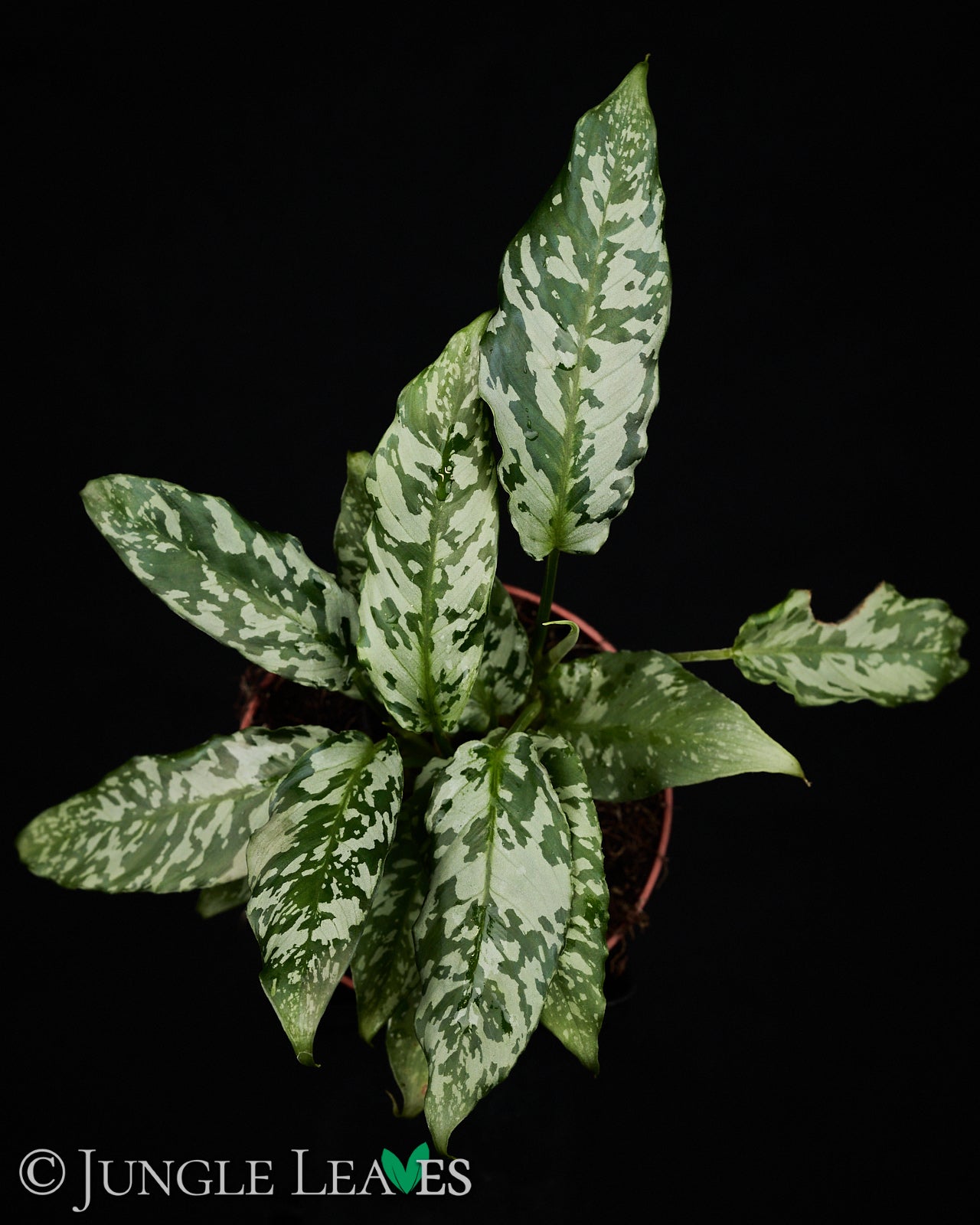 Schismatoglottis sp. Thailand – Jungle Leaves