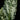 Schismatoglottis sp. Thailand