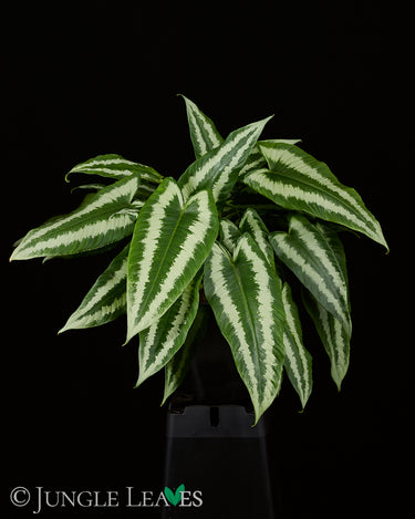 Schismatoglottis wallichii