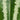 Schismatoglottis wallichii