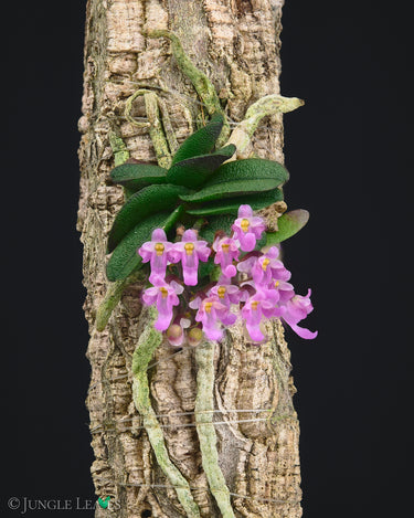 Schoenorchis fragrans