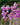 Schoenorchis fragrans