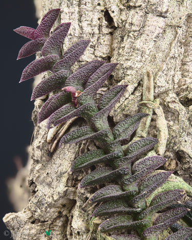 Schoenorchis scolopendria