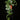 Scindapsus pictus 'Silvery Ann'