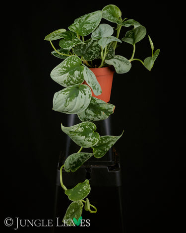Scindapsus pictus 'Silvery Ann'