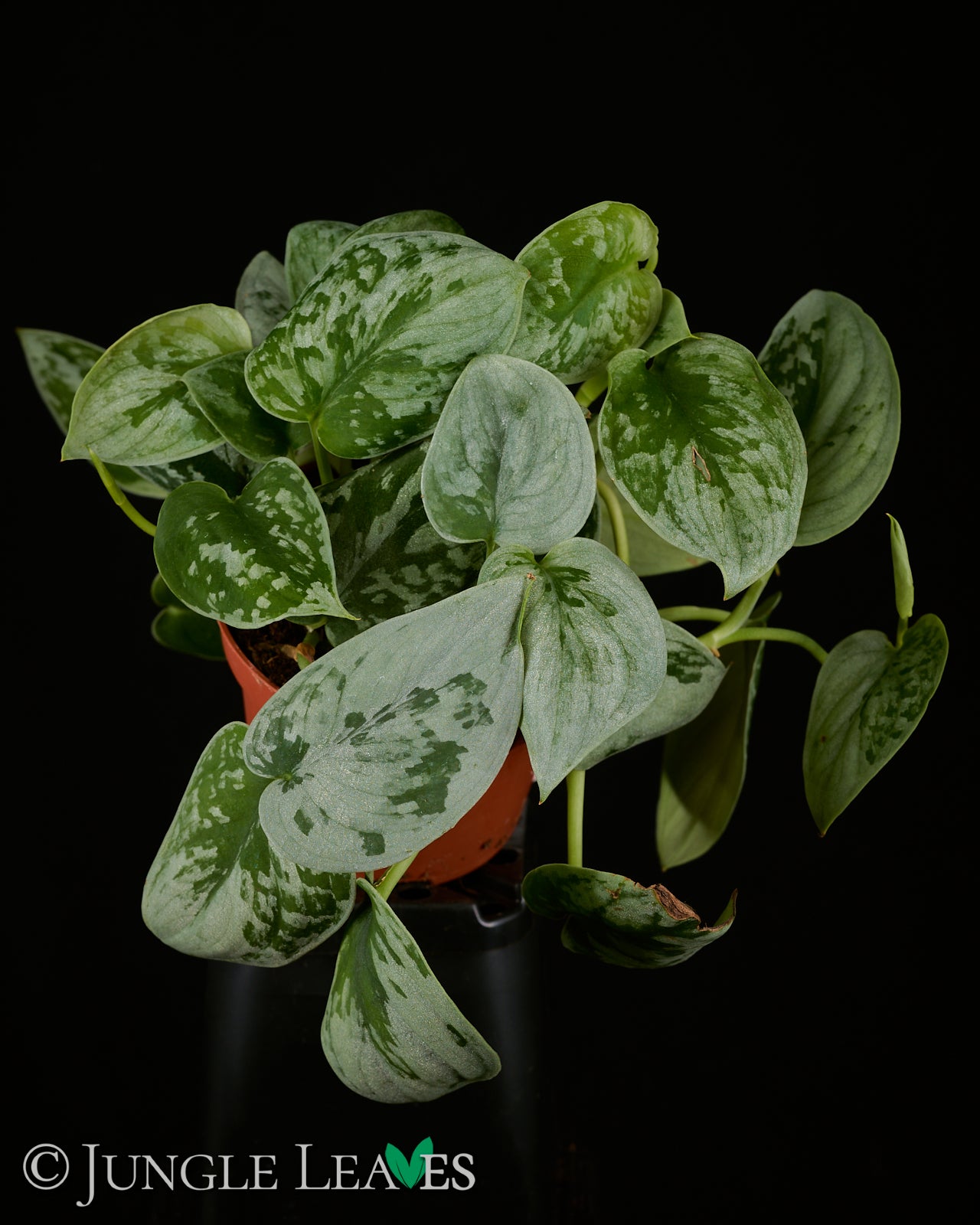 silvery ann pothos plant Scindapsus pictus 'Silvery Ann' €8.99