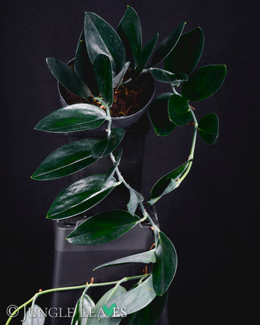 Scindapsus treubii 'Dark Form'