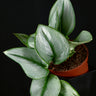 Scindapsus treubii 'Moonlight'